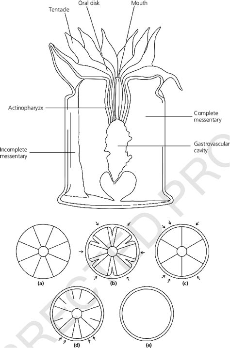 2 Generalized diagram of a cnidarian polyp. Organization is relatively ...