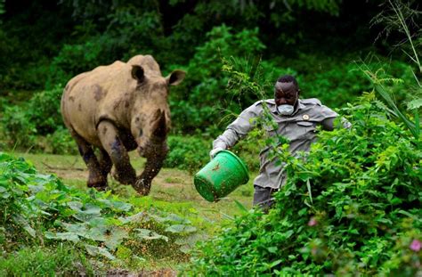 Charging rhino at the Uganda Wildlife Conservation Education Center ...