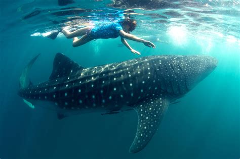 Swimming with Whale Sharks - Chole Mjini Tree House Lodge