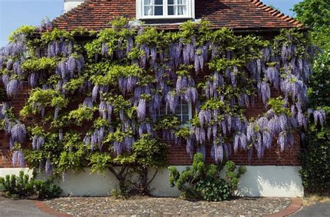 Promoting Wisteria Bloom Part 2 A Three Year Pruning Plan Seattle S