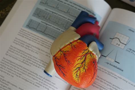 What is an Echocardiogram and How Can You Prepare? - Garden State ...