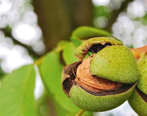 8 nut trees that are good to grow in New Zealand - thisNZlife