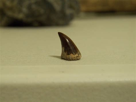 Mosasaur Tooth Fossil Id The Fossil Forum