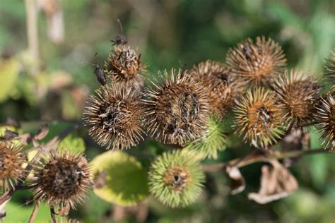 Arctium Lappa Greater Burdock Dried Flowers Closeup Selective Focus