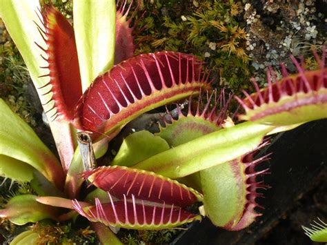 Venus Flytrap Carnivorous Plant · Free photo on Pixabay