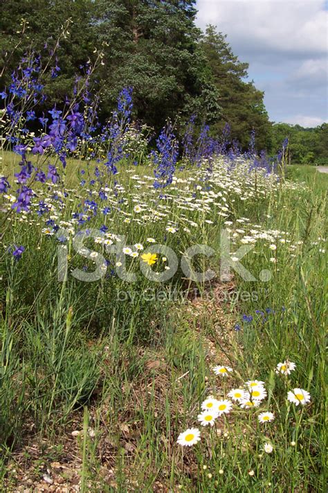 Roadside Garden Stock Photo | Royalty-Free | FreeImages