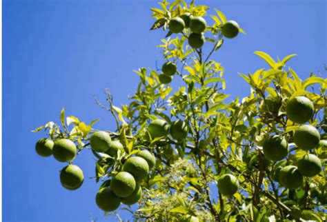 Planta De Limón Resistente A Las Plagas Descúbrela Citricos