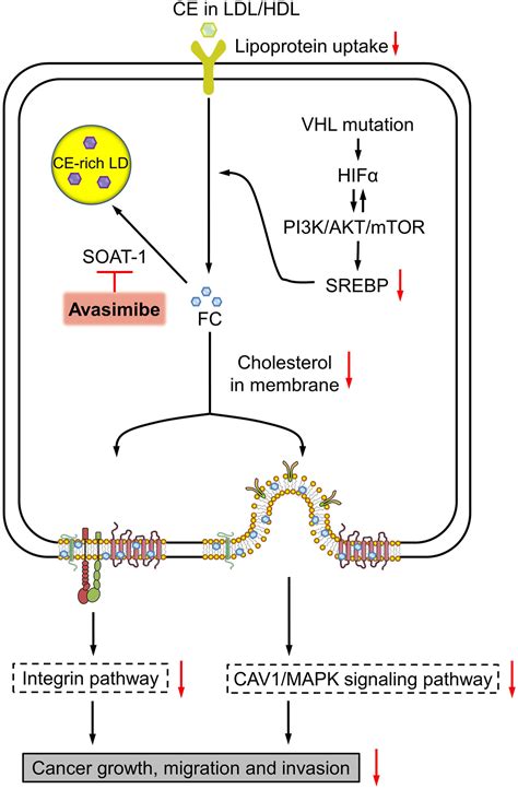 Vhl Mutation Drives Human Clear Cell Renal Cell Carcinoma Progression