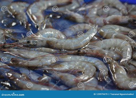 White Shrimps Litopenaeus Vannamei On Ice Tray At Fresh Market Prawn