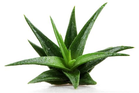 8 Reasons Your Aloe Vera Plant Leaves Are Bending Soak And Soil