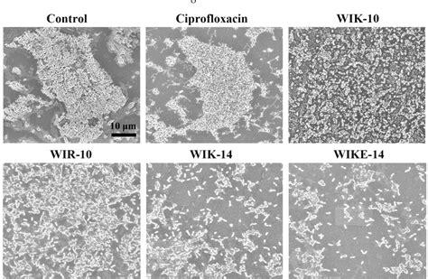 Figure 6 From Anti Biofilm Effects Of Rationally Designed Peptides