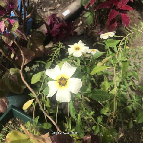 White Buttercup Flower Turnera Subulata White Lights Garden Org