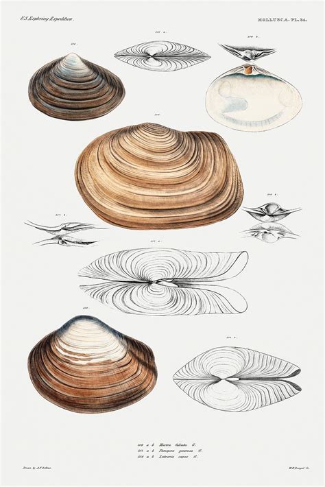 Clam shell varieties set illustration | Free Photo - rawpixel