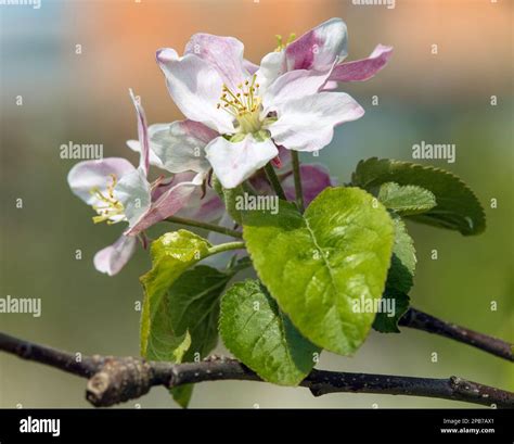 Pommier En Fleurs Malus Domestica Banque De Photographies Et Dimages