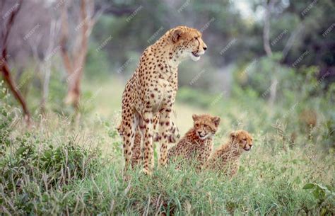 Premium Photo | Cheetah with her cubs