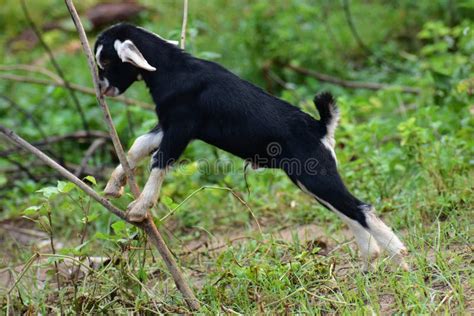 Kid goat playing stock photo. Image of horizontal, nature - 20738566