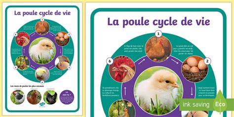 Grand Poster Le Cycle De Vie De La Poule Twinkl