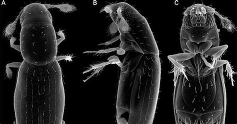 ¿sabes Cuál Es El Insecto Más Pequeño Del Mundo