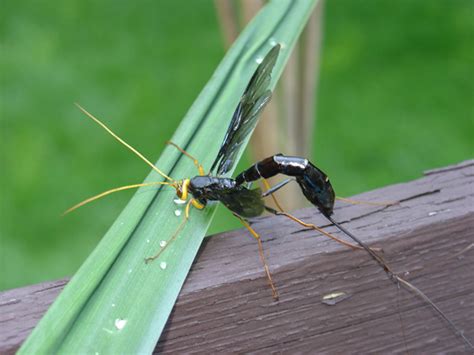 Giant Ichneumon Wasp Female Megarhyssa Atrata Drinking Megarhyssa