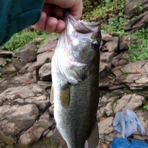 ᐅ Waterville Lake fishing reports🎣• Newport, NC (United States) fishing