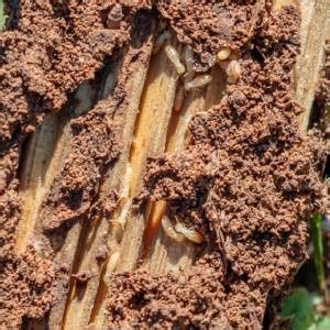 Termites Pest Id Horn Pest Management