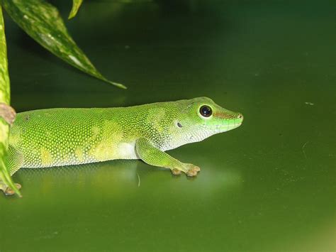 Giant Day Gecko Wallpapers - Wallpaper Cave