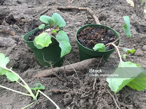 Red Acre Cabbage Is An Heirloom Variety Transplanting Young Seedlings Stock Photo - Download ...