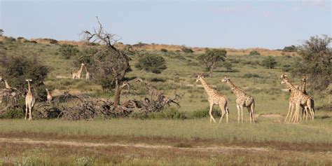 Kgalagadi Map – Detailed Map of Kgalagadi Transfrontier Park