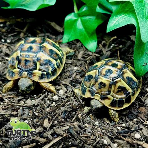 Hermann Tortoise For Sale Western Hermann S Tortoise Breeders Near Me