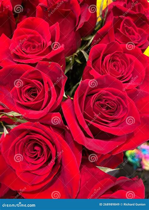 Vibrant Red Roses For Valentines Day Stock Image Image Of Love