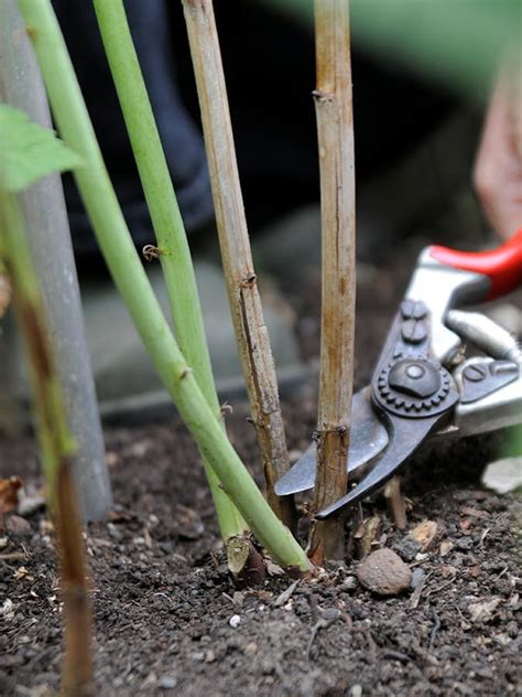 Dit Kun Je Allemaal Snoeien In De Herfst Gardeners World