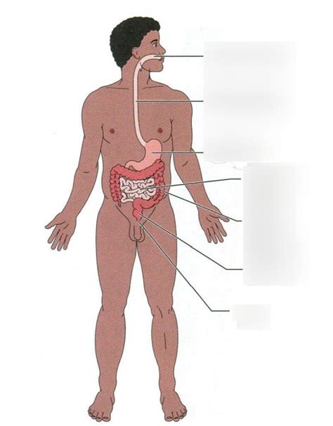 Diagramme De Sch Ma Du Syst Me Digestif Quizlet