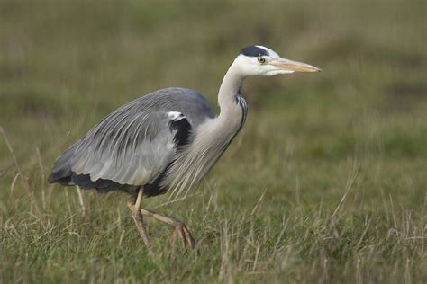 Burgerpanels Van Ed Nijpels Smaak Van Reiger Hekken Fenolijn En Alle