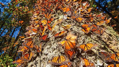 Reserva De La Biosfera Mariposa Monarca México