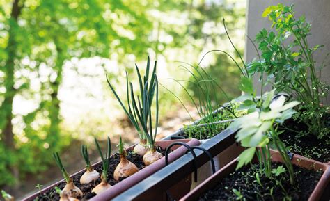 Moestuin Op Je Balkon Balkonstudio