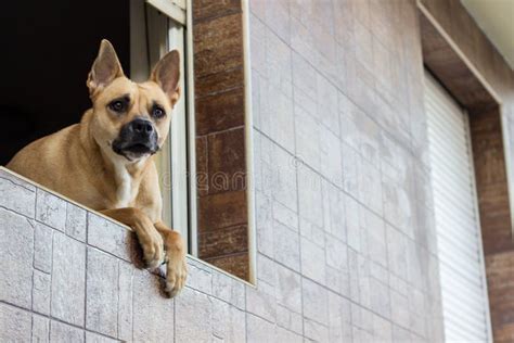 Dog Guarding A Home Stock Photo Image Of Mammal Happiness 132009240