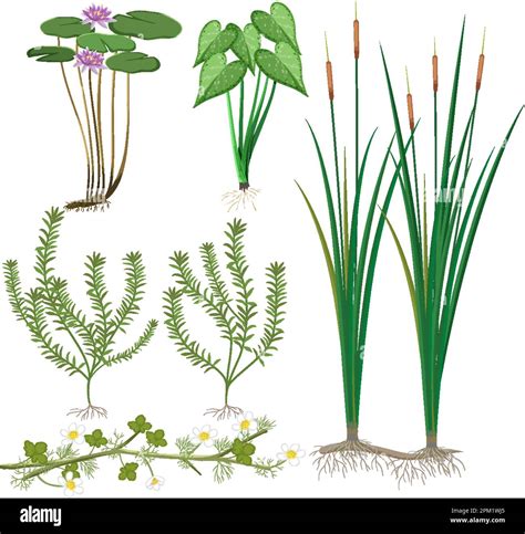 Various Wetland Plants Collection Illustration Stock Vector Image And Art