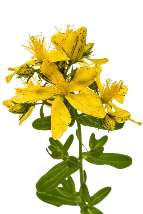 Flores De La Hierba De San Juan Perforatum Del Hypericum Aisladas