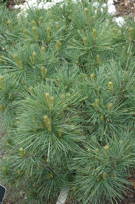 Blue Shag White Pine Pinus Strobus Blue Shag In Inver Grove Heights