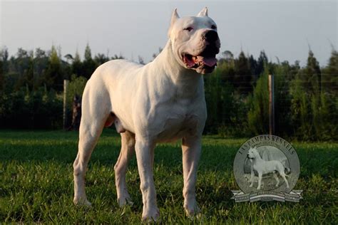 Dogo Argentino