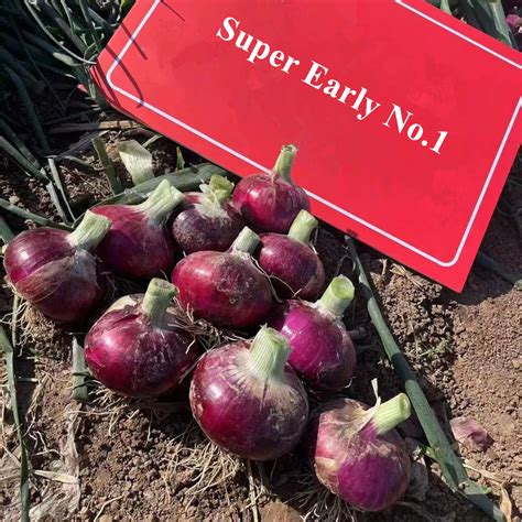 High Quality Hybrid F Early Maturity Red Onion Seeds For Growing Super