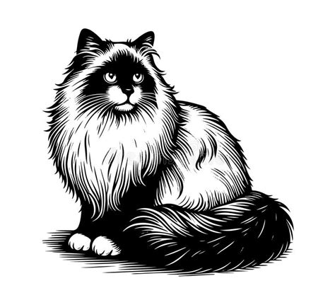 ragdoll cat vector peeking cats cats breed pet vector portrait cats