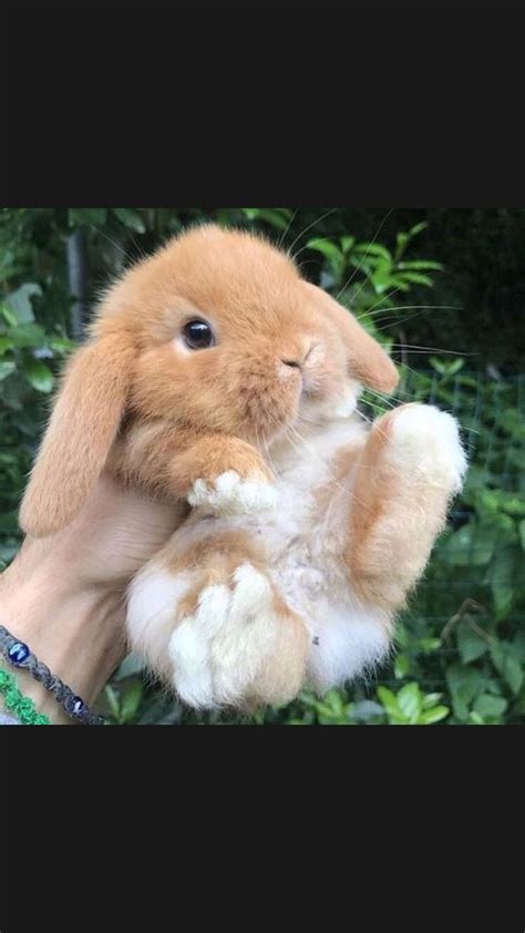 🐰🐰🐰 | Cute bunny pictures, Cute baby bunnies, Cute little animals