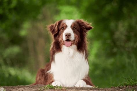 Australian Shepherd Catahoula Mix: An Interesting Combo... Ready?