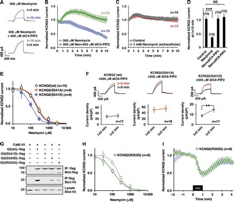 Kcnq Calmodulin Interaction Determines Pip Affinity Of Kcnq Channel