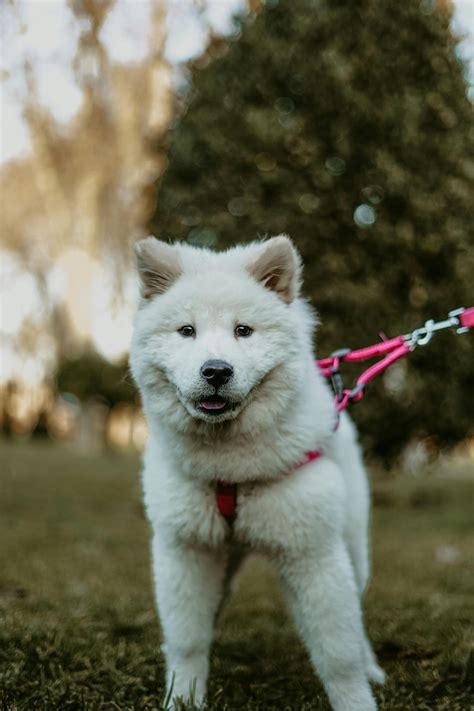 Samoyed Photos, Download The BEST Free Samoyed Stock Photos & HD Images