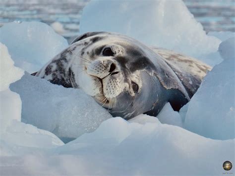 南極の動物たち、魅力的な写真50枚：ペンギン、アザラシ、クジラ、海鳥