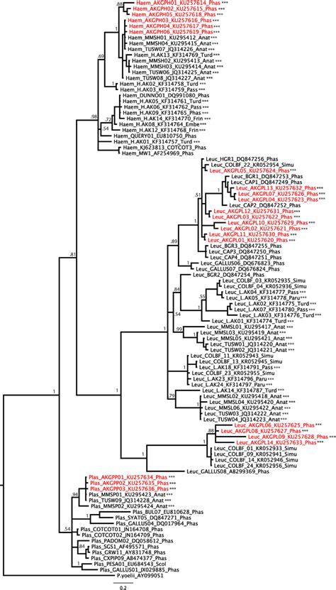 Bayesian Phylogenetic Tree Of Haemosporidian Mtdna Cytochrome B