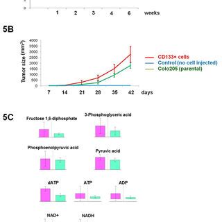 Cd Cells Are More Tumorigenic In Vivo Than Unsorted Colo Cells