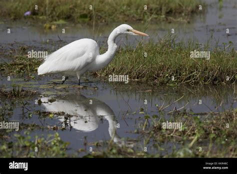 Great White Egret Stock Photo - Alamy